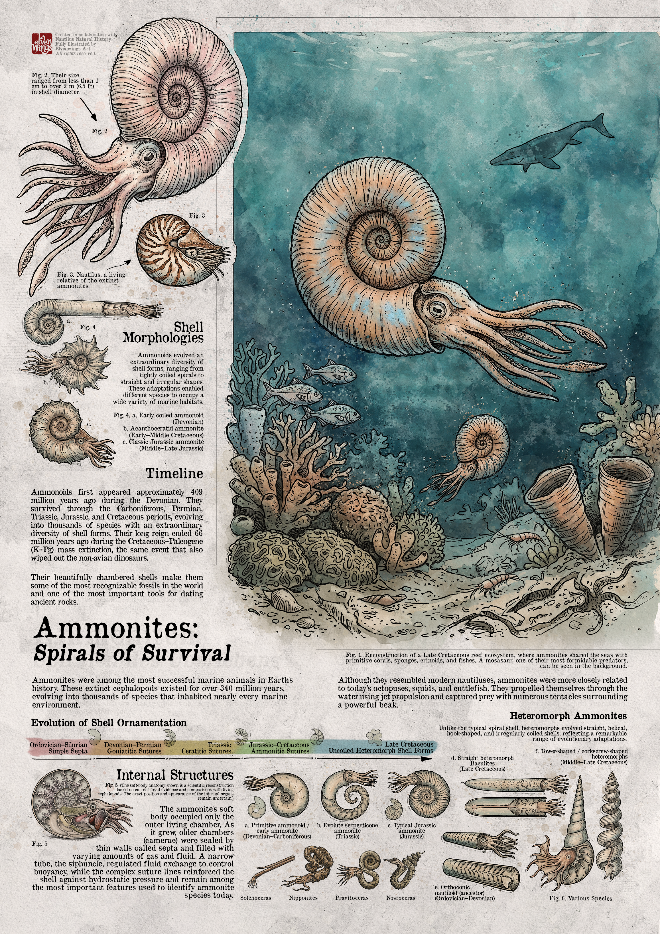 Ammoniten: Meister der prähistorischen Meere – Wissenschaftsposter