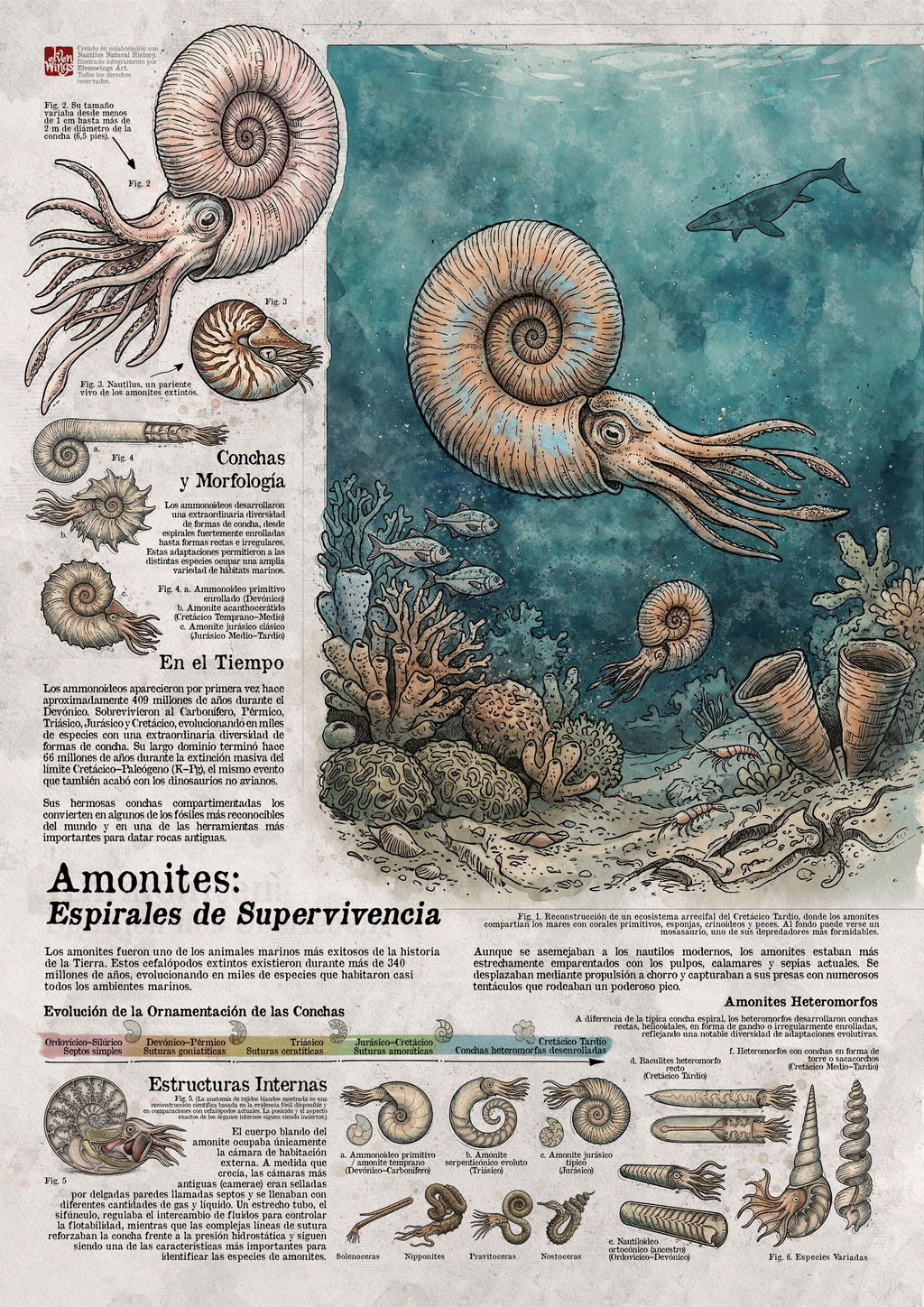 Ammoniten: Meister der prähistorischen Meere – Wissenschaftsposter