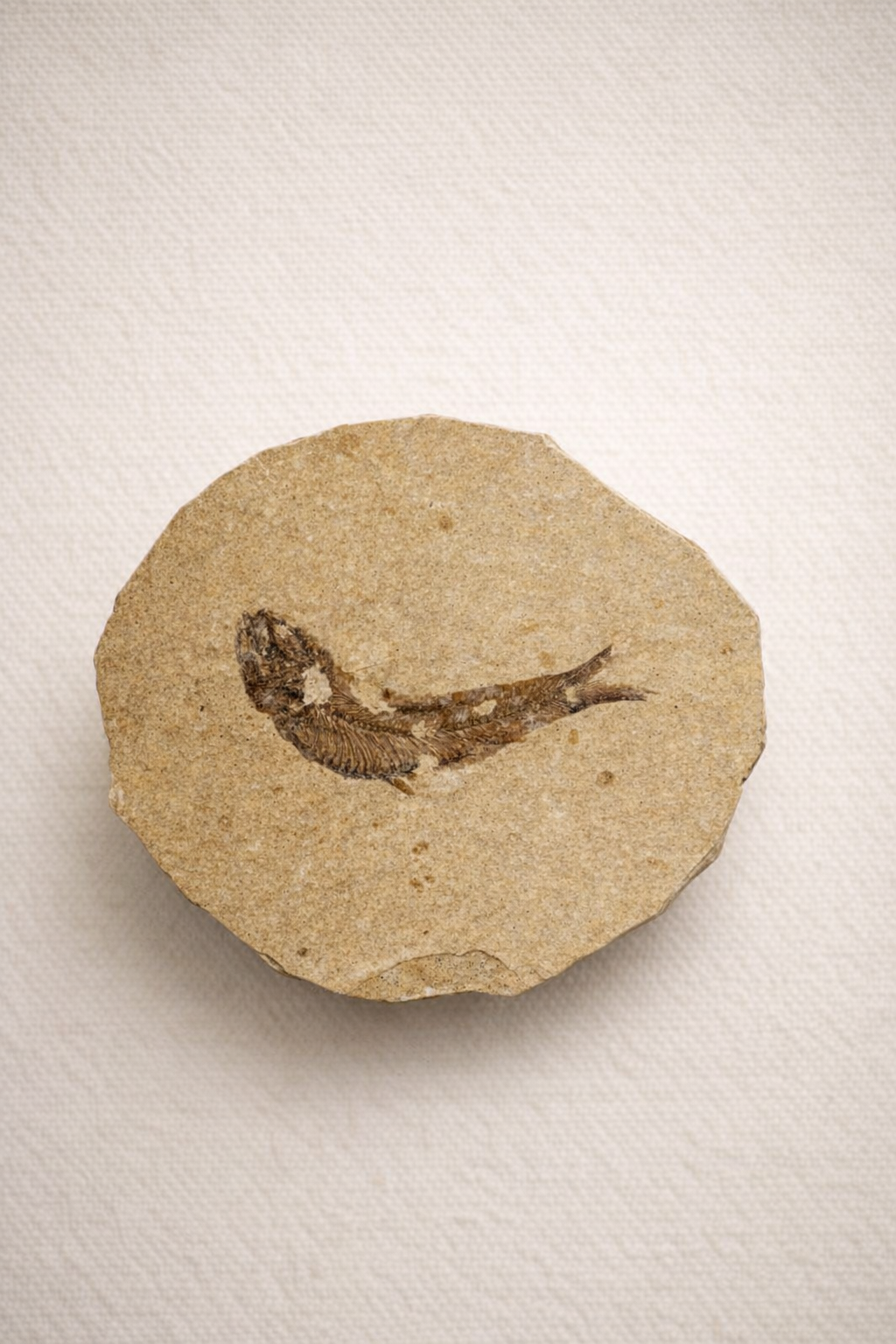 Knightia Fish Fossil – Eocene Original from the Green River Formation