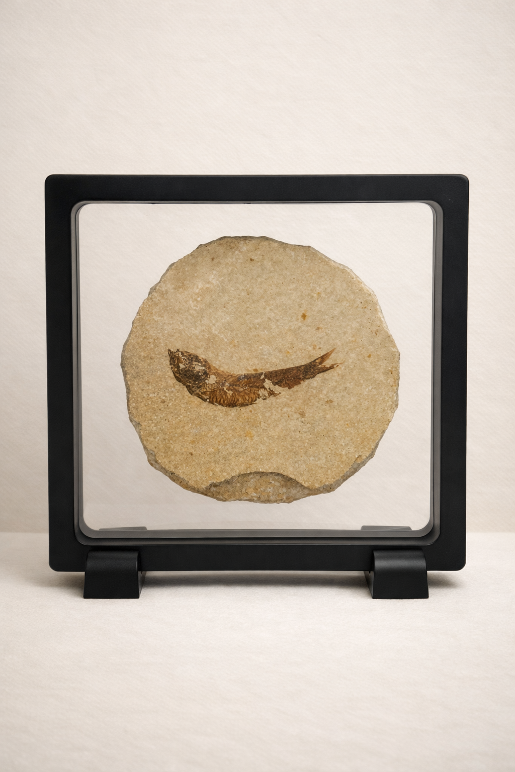 Knightia Fish Fossil – Eocene Original from the Green River Formation