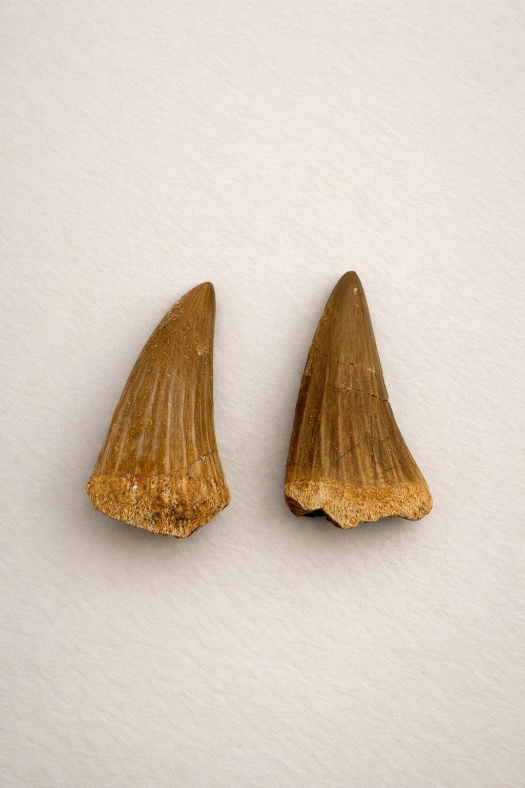 Zwei prähistorische Krokodilzähne – originale Fossilien in Bernsteinfarbe