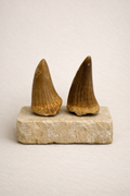Prähistorische Krokodilzähne – Originale Fossilien aus der Kreidezeit
