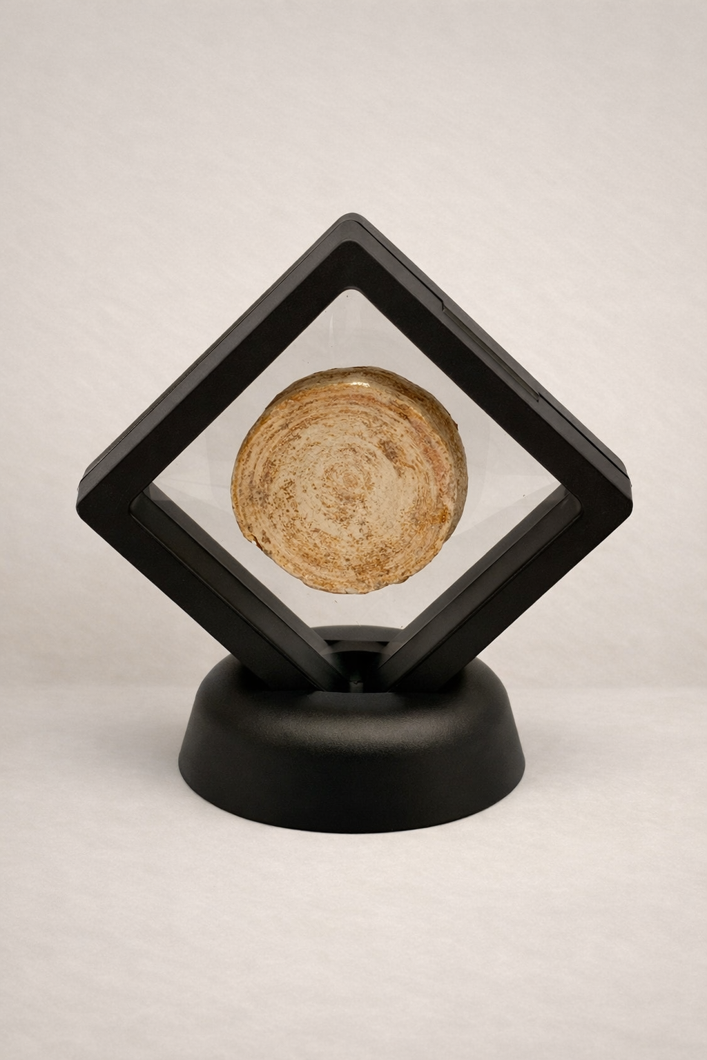 Otodus Vertebra – Original fossil vertebra of the prehistoric shark