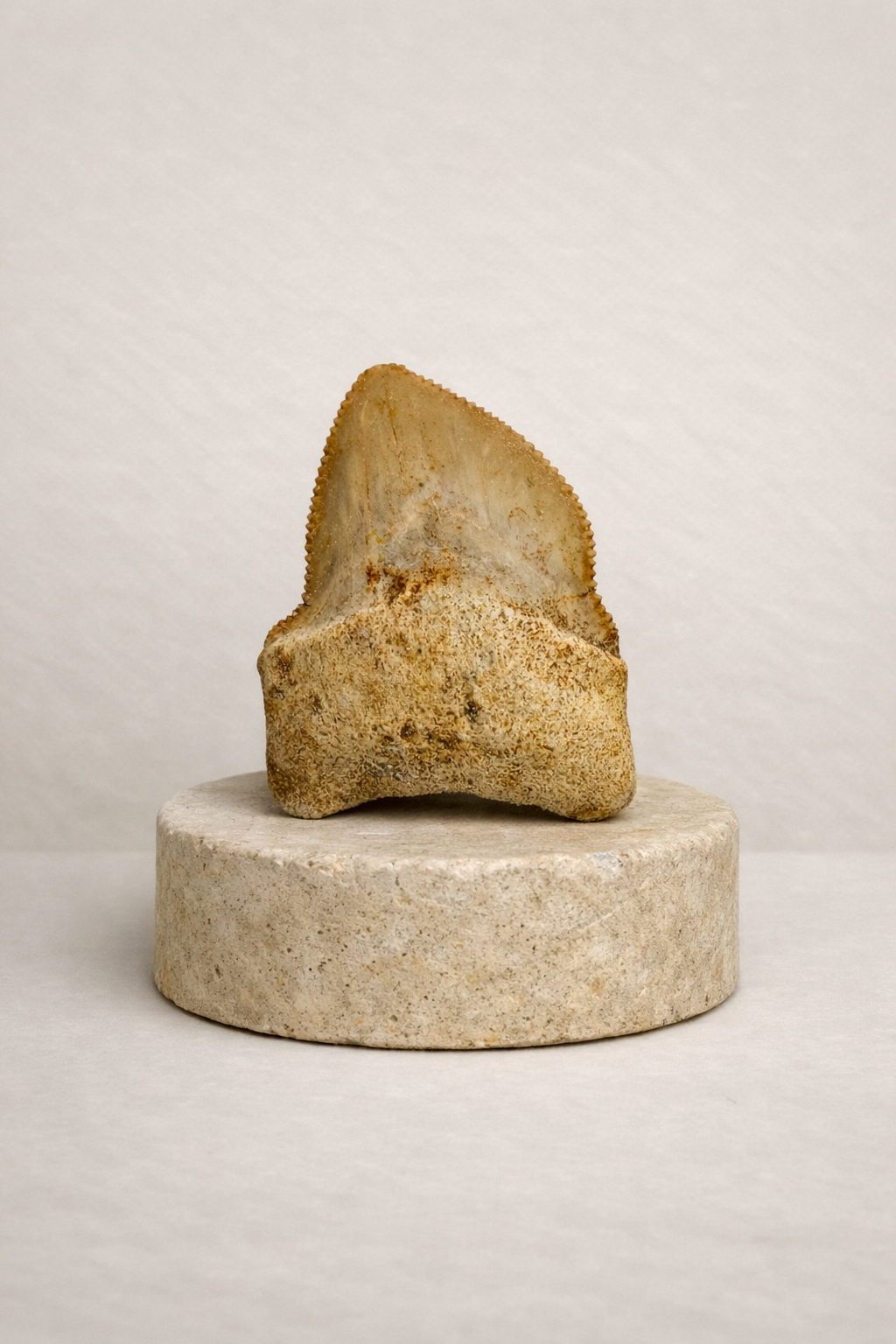 Squalicorax Tooth – Original Fossil from the Cretaceous Period