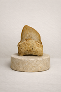 Squalicorax Tooth – Original Fossil from the Cretaceous Period