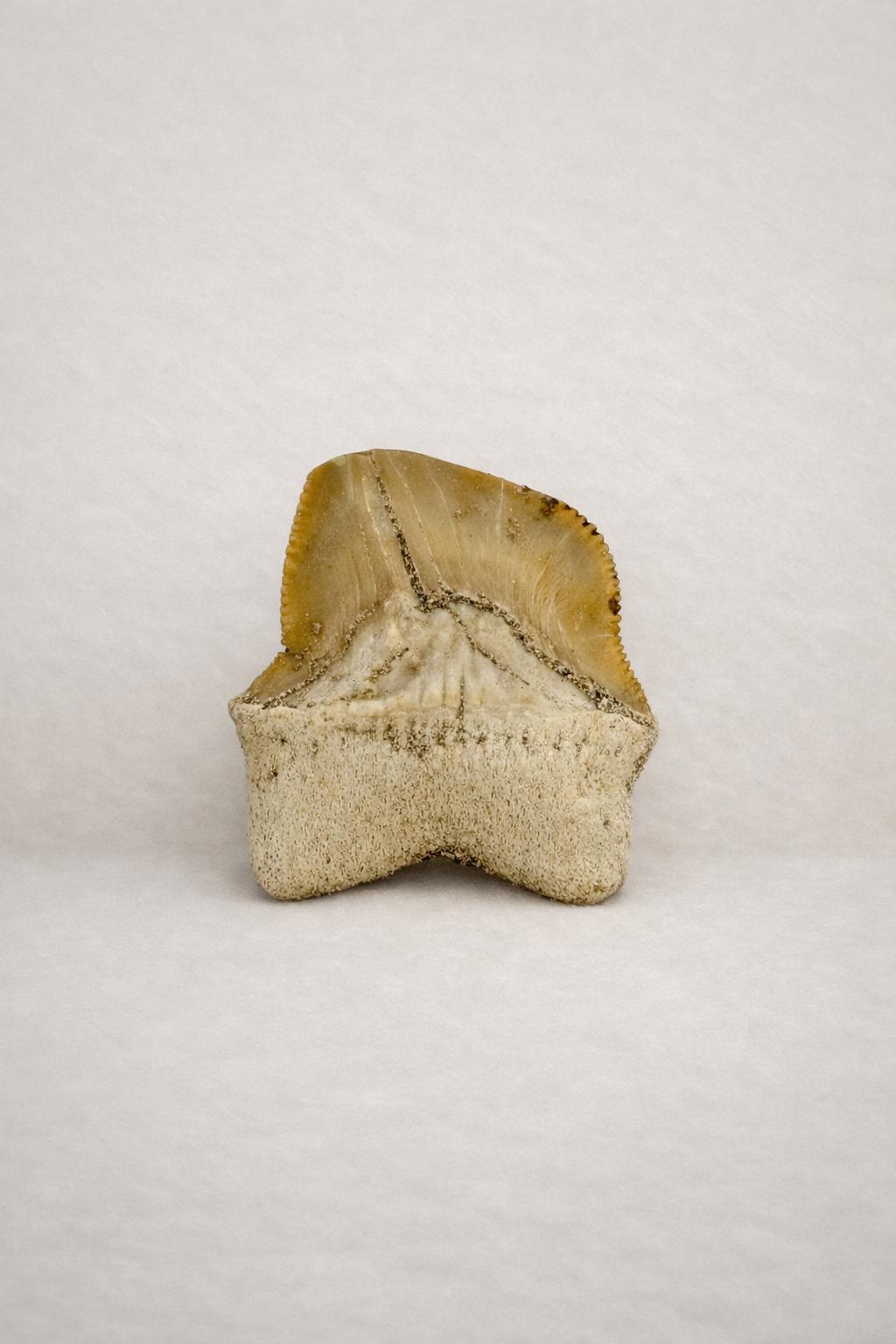 Squalicorax Tooth – Original Fossil from the Cretaceous Period
