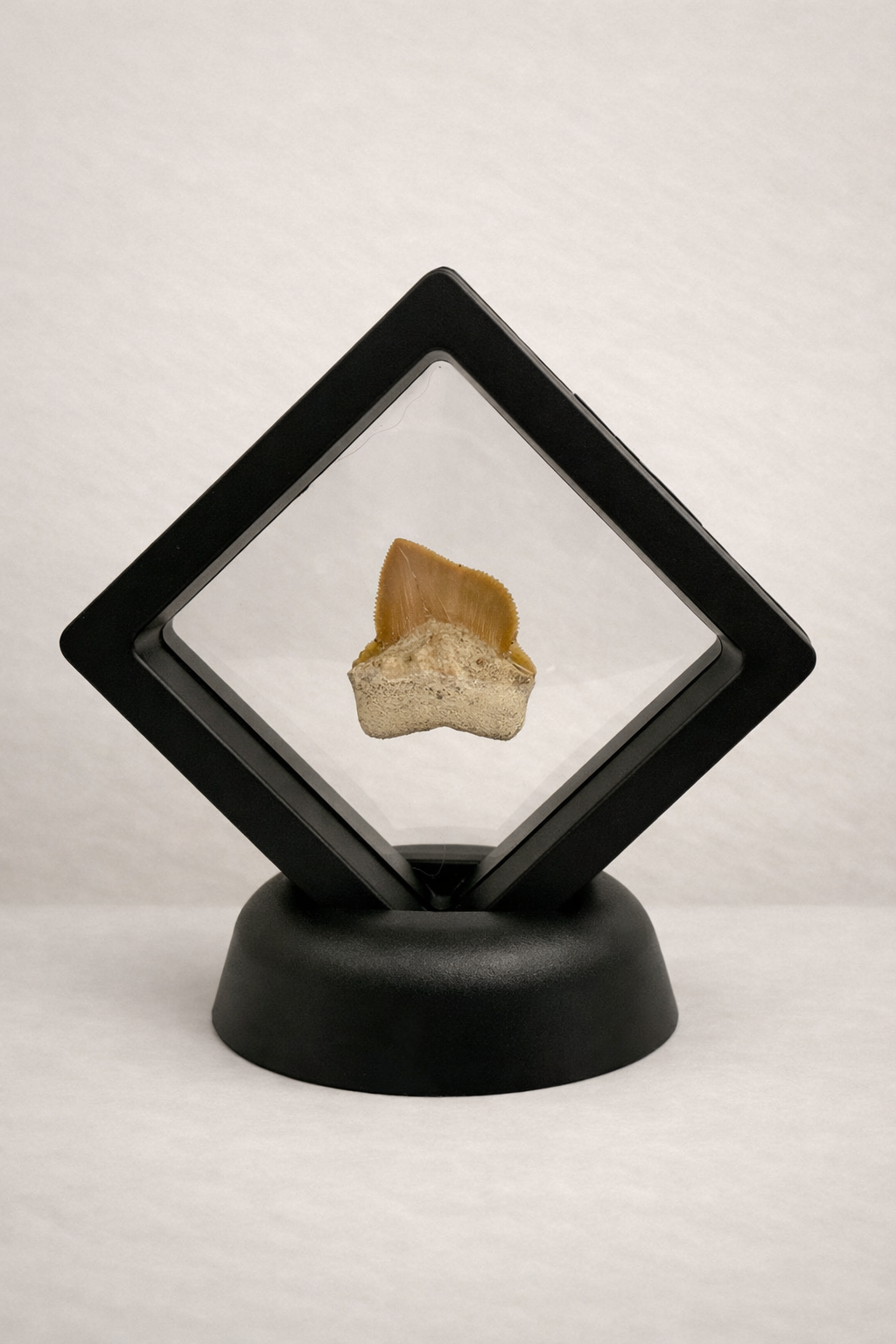 Squalicorax Tooth – Original Fossil from the Cretaceous Period