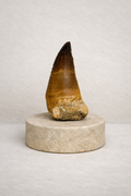 Mosasaur Tooth - Original Fossil from the Cretaceous Period