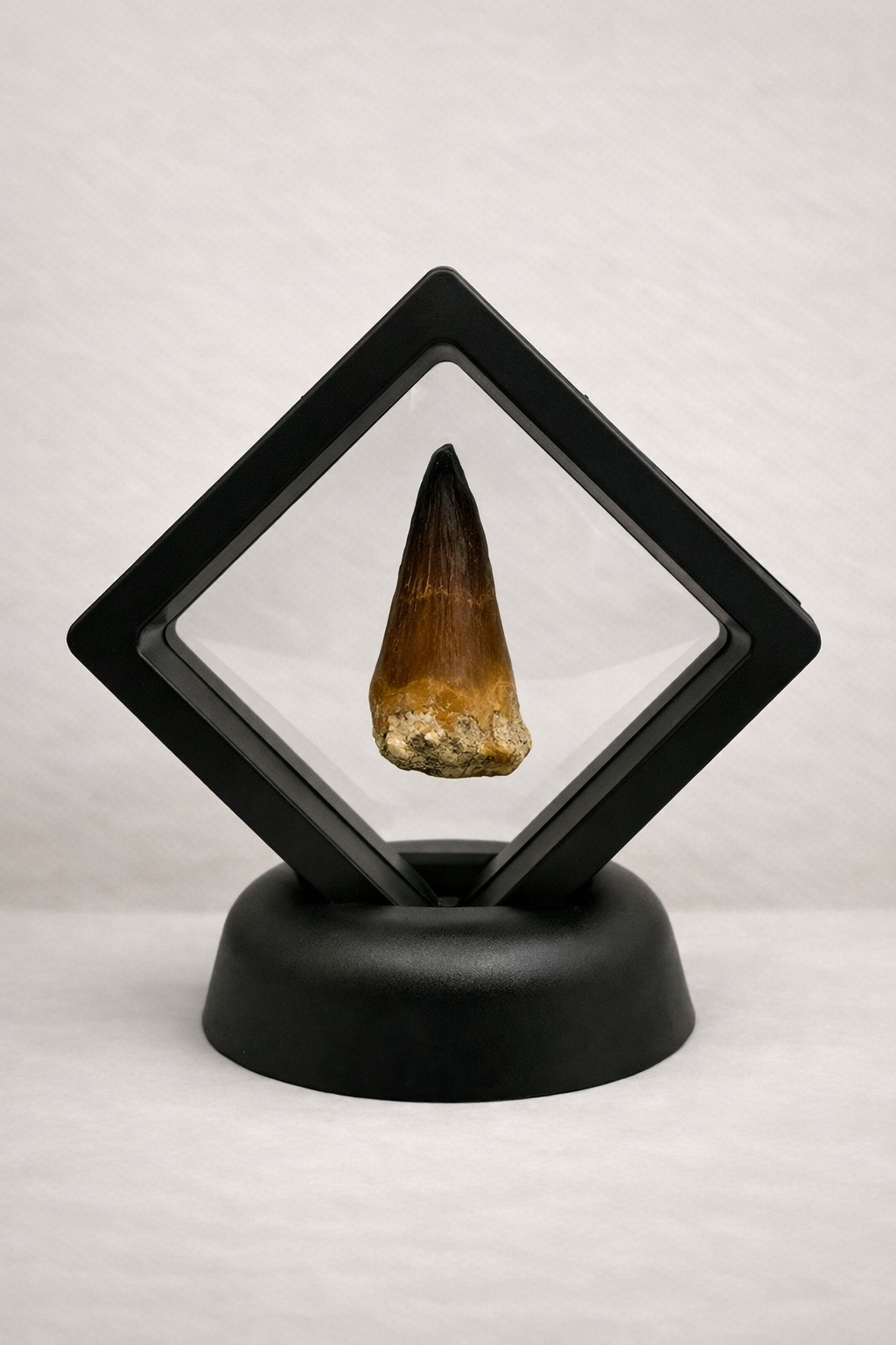 Mosasaur Tooth - Original Fossil from the Cretaceous Period