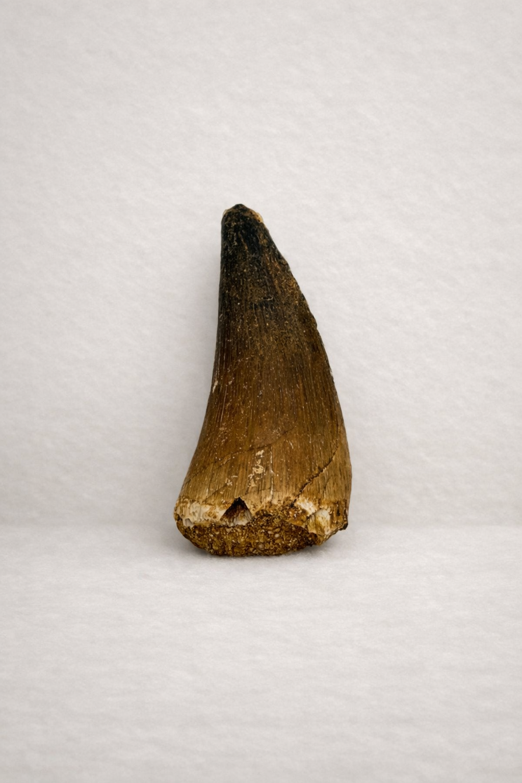 Mosasaur Tooth - Original Fossil from the Cretaceous Period