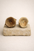 Enchodus Vertebra small - Original Fossil from the Cretaceous Period