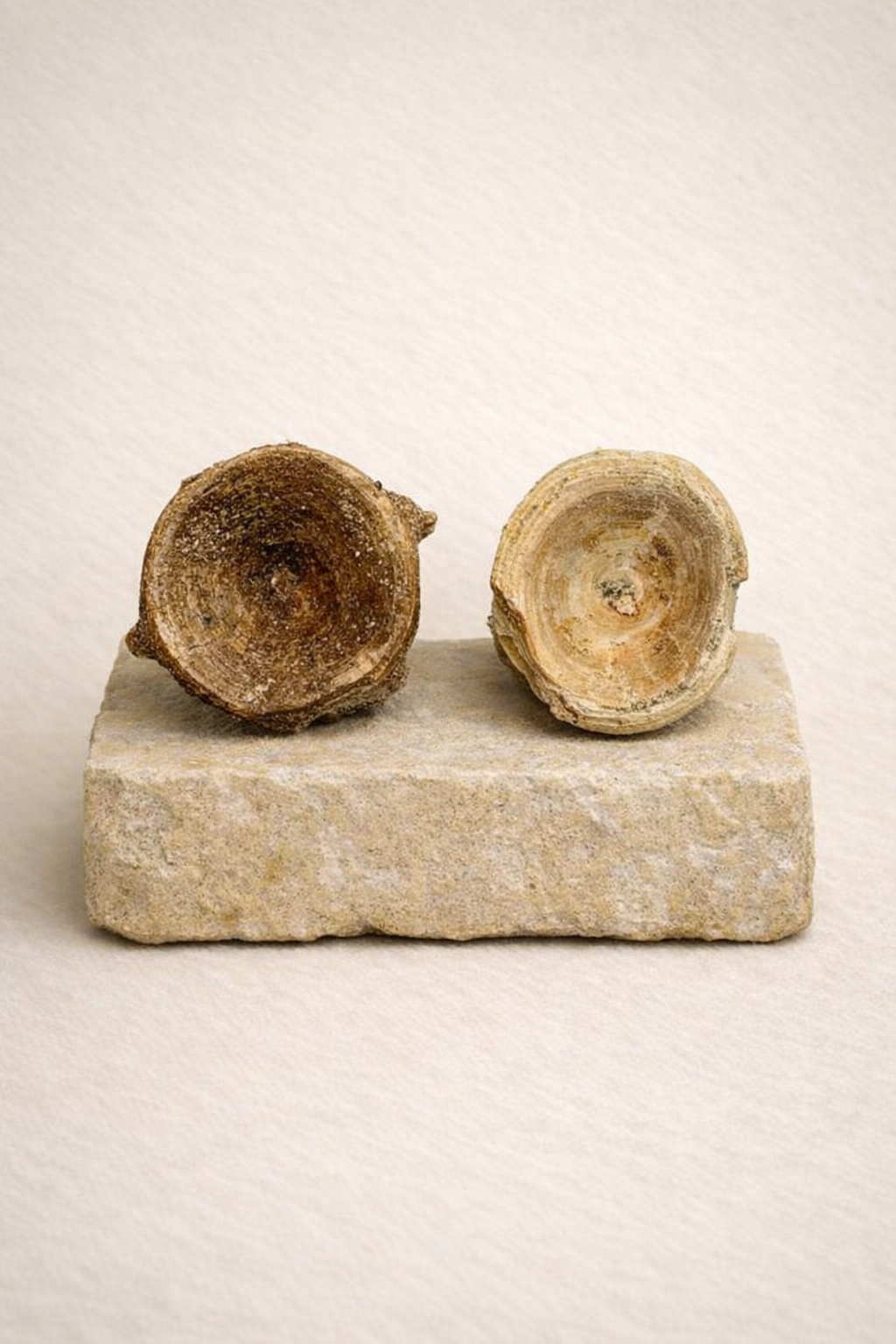 Enchodus Vertebra small - Original Fossil from the Cretaceous Period