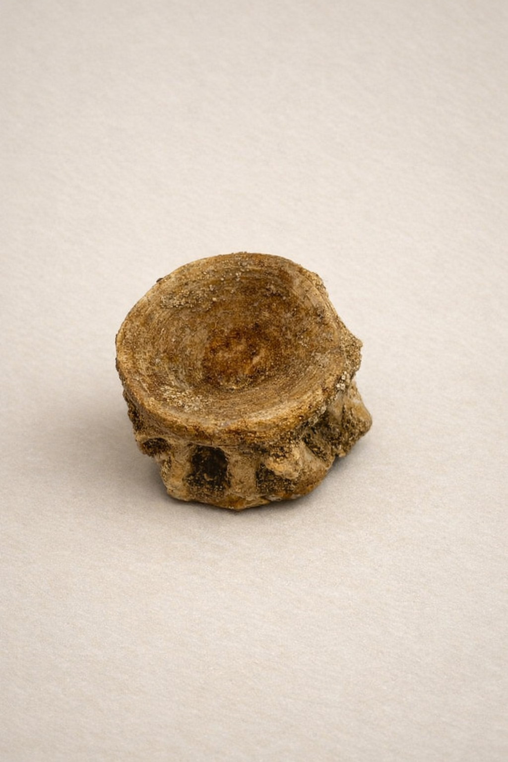 Enchodus Vertebra small - Original Fossil from the Cretaceous Period