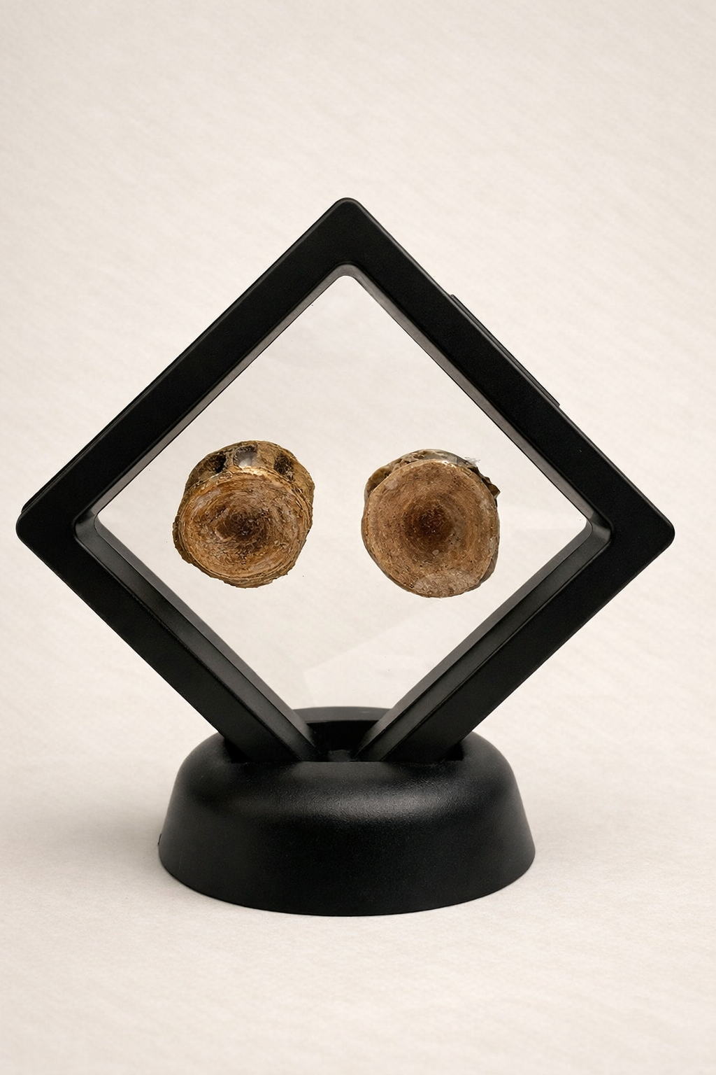 Enchodus Vertebra small - Original Fossil from the Cretaceous Period
