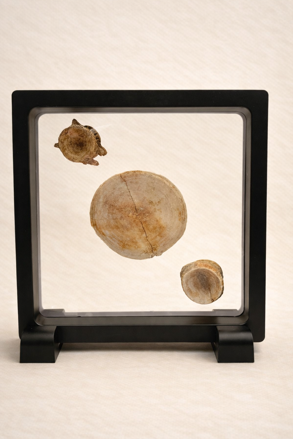 Enchodus & Otodus Vertebrae Combo Pack – Two Originals from the Cretaceous Period