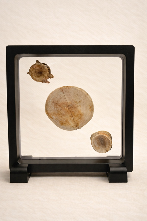 Enchodus & Otodus Vertebrae Combo Pack – Two Originals from the Cretaceous Period