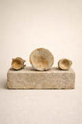 Enchodus & Otodus Vertebrae Combo Pack – Two Originals from the Cretaceous Period