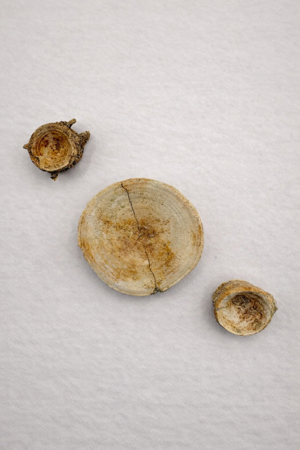 Enchodus & Otodus Vertebrae Combo Pack – Two Originals from the Cretaceous Period