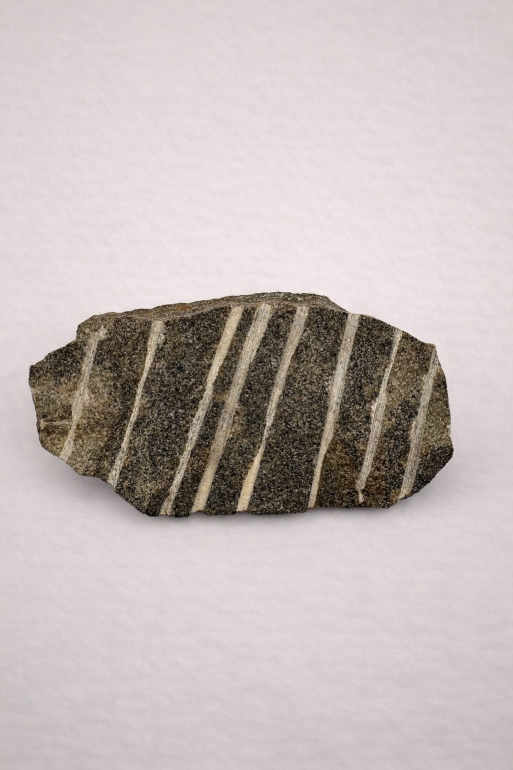 Asteroidea Starfish – Original Fossil from the Ordovician