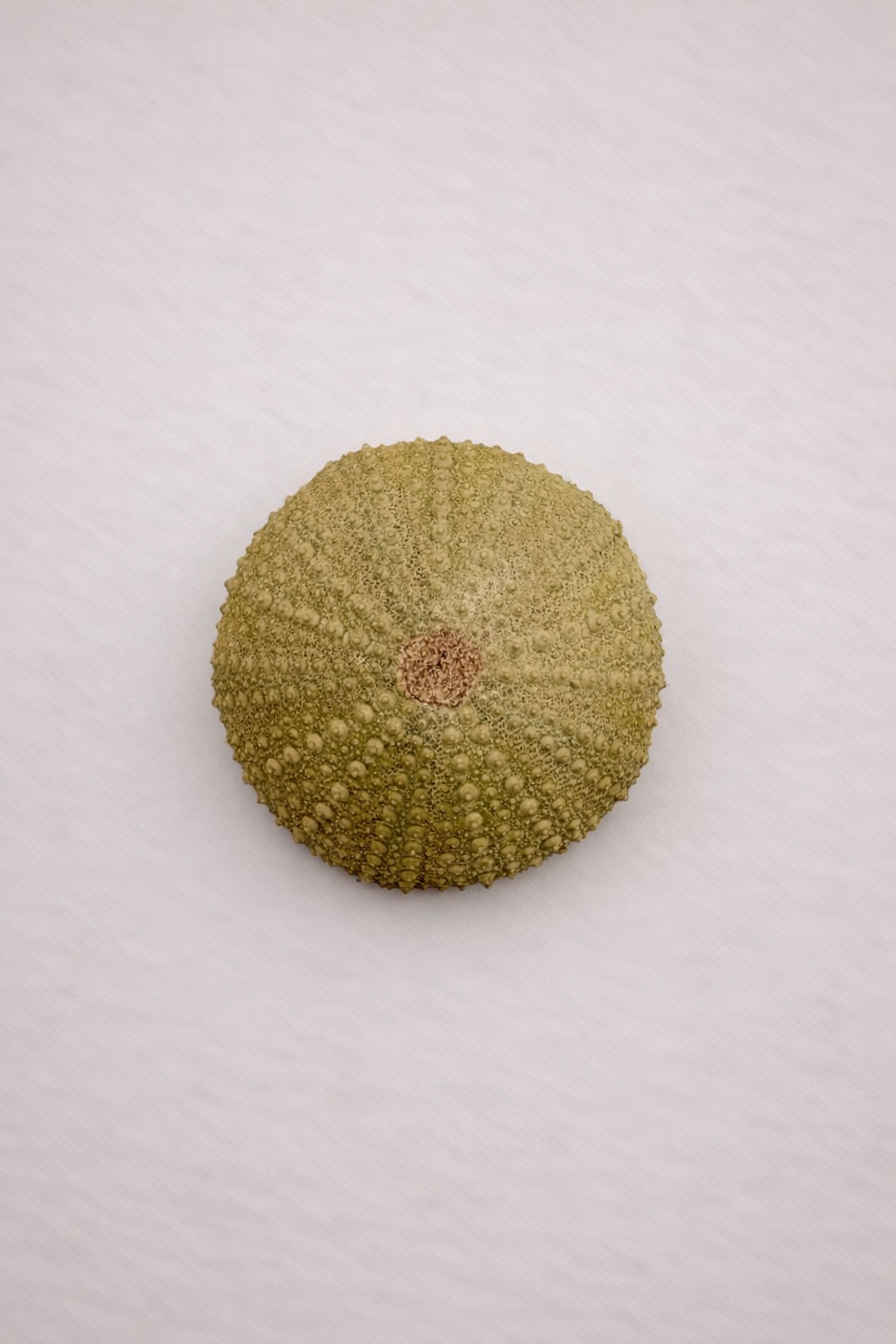 Fossiler Seeigel Draufsicht