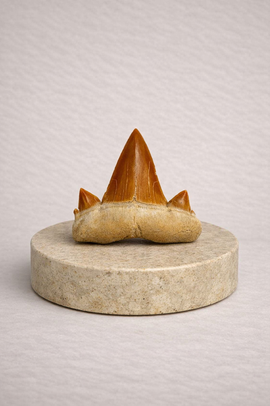 Cretolamna Shark Tooth - Original Fossil from the Cretaceous Period