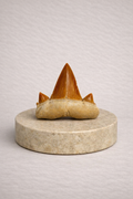 Cretolamna Shark Tooth - Original Fossil from the Cretaceous Period