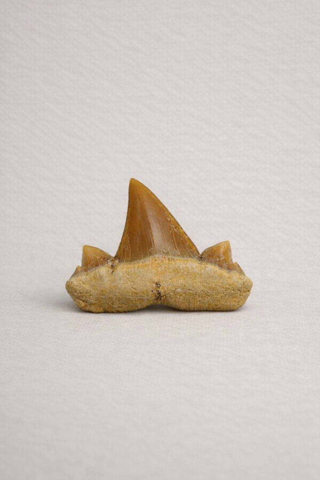 Cretolamna Shark Tooth - Original Fossil from the Cretaceous Period