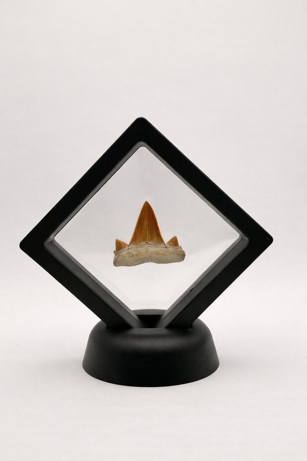 Cretolamna Shark Tooth - Original Fossil from the Cretaceous Period