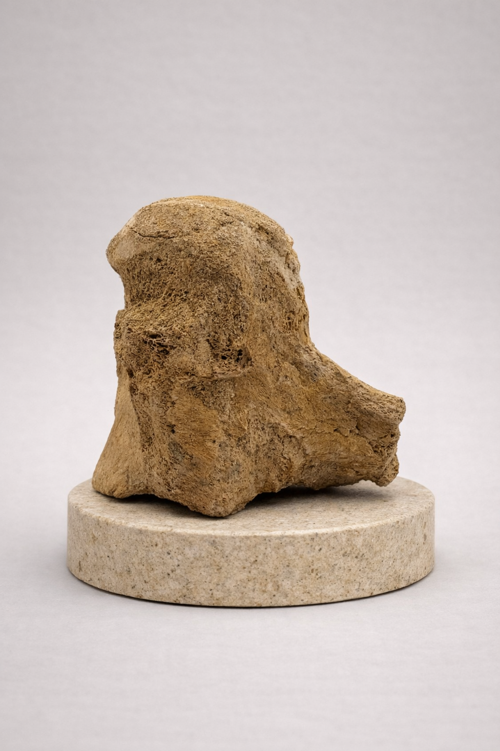 Mosasaurus Vertebra - Original Cretaceous Fossil