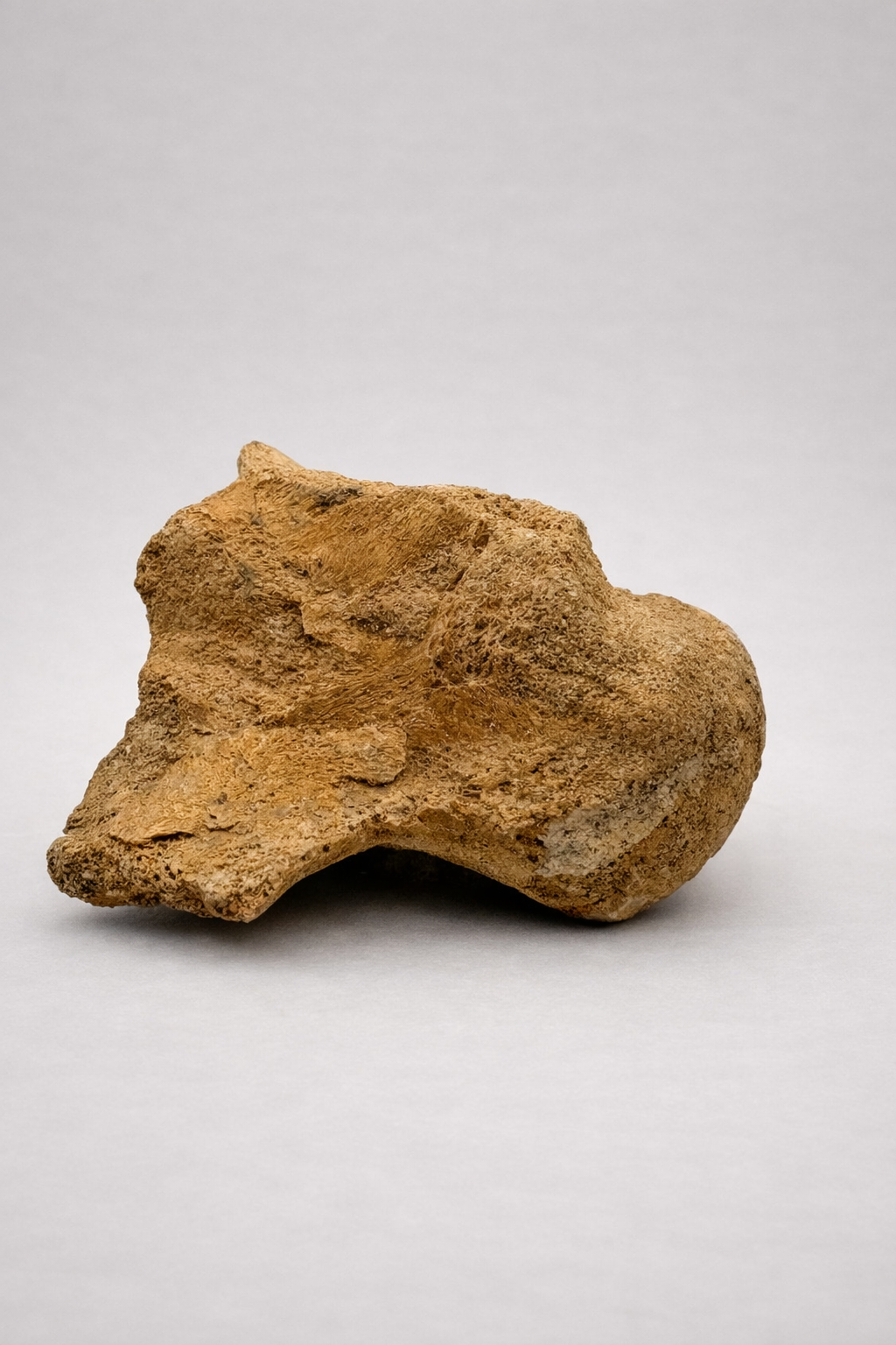 Mosasaurus Vertebra - Original Cretaceous Fossil