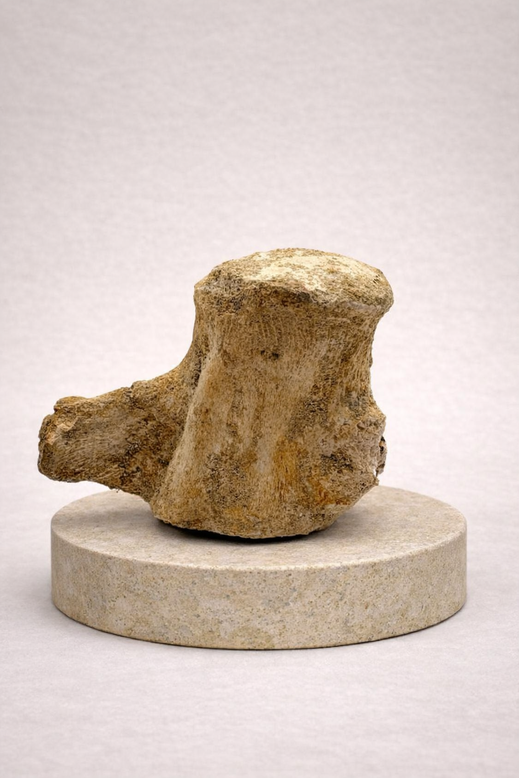 Mosasaurus Wirbel – Originales Fossil aus der Kreidezeit