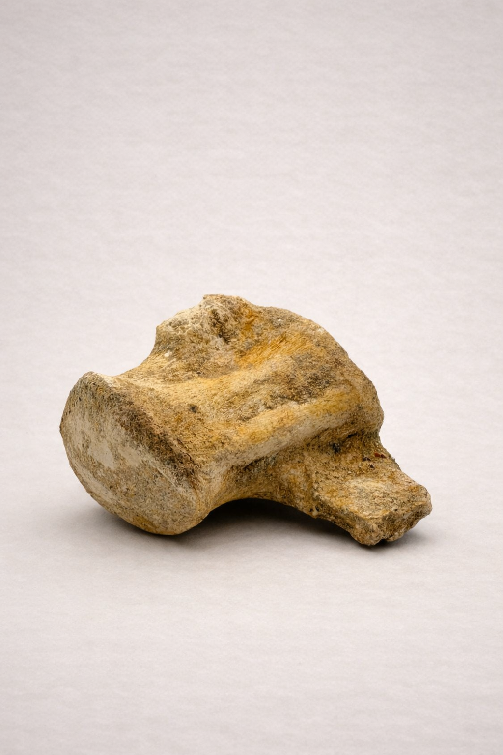 Mosasaurus Wirbel – Originales Fossil aus der Kreidezeit