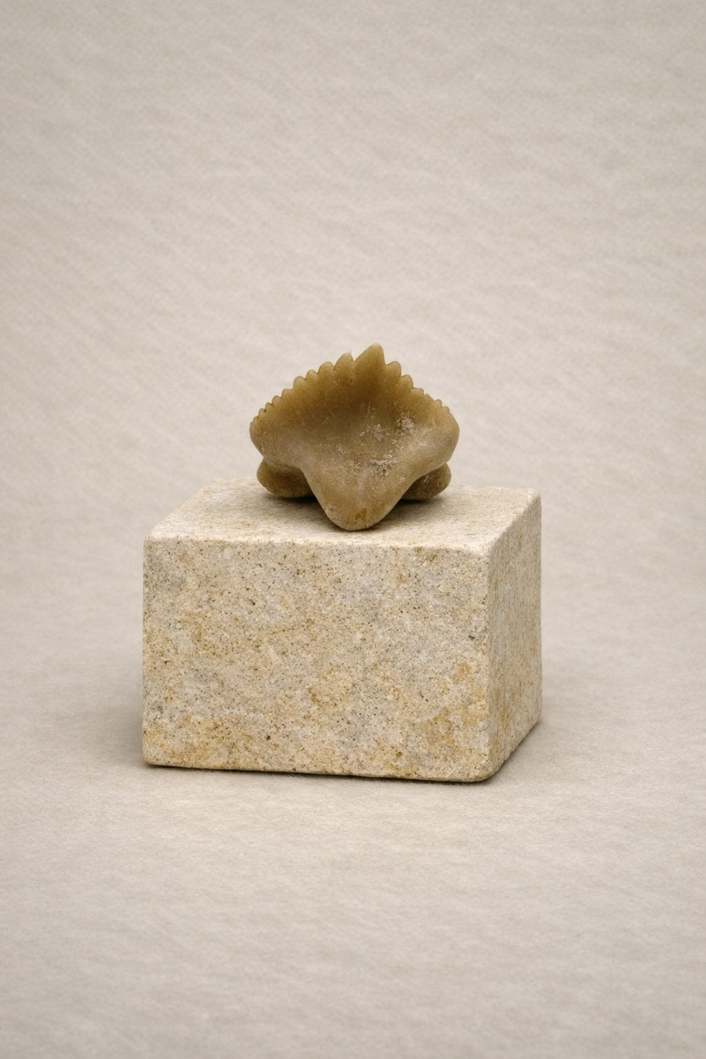 Ammenhai Zahn – Originales Fossil aus dem Eozän
