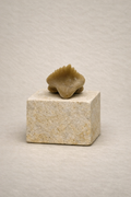 Ammenhai Zahn – Originales Fossil aus dem Eozän
