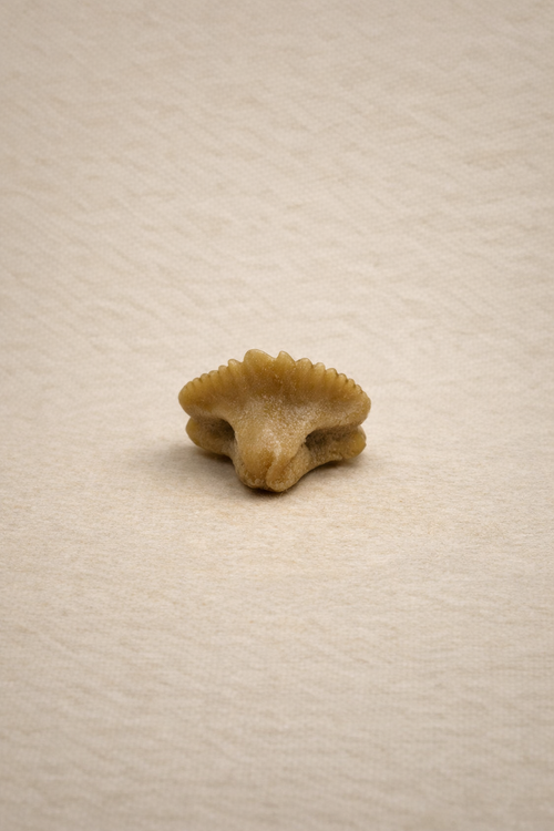 Nurse Shark Tooth – Original Fossil from the Eocene