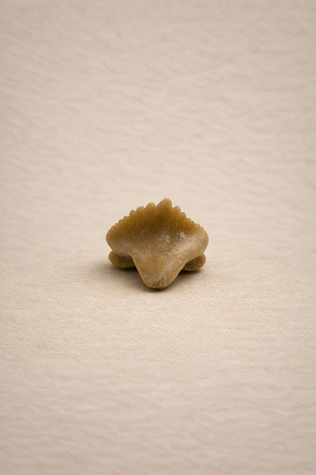 Ammenhai Zahn – Originales Fossil aus dem Eozän