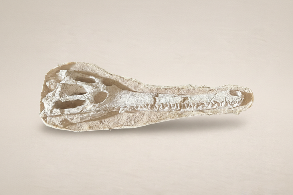 Vollständige Aufnahme des langen, fossilen Dyrosaurus-Schädels auf einer Präsentationsfläche in der Schrägansicht von oben.