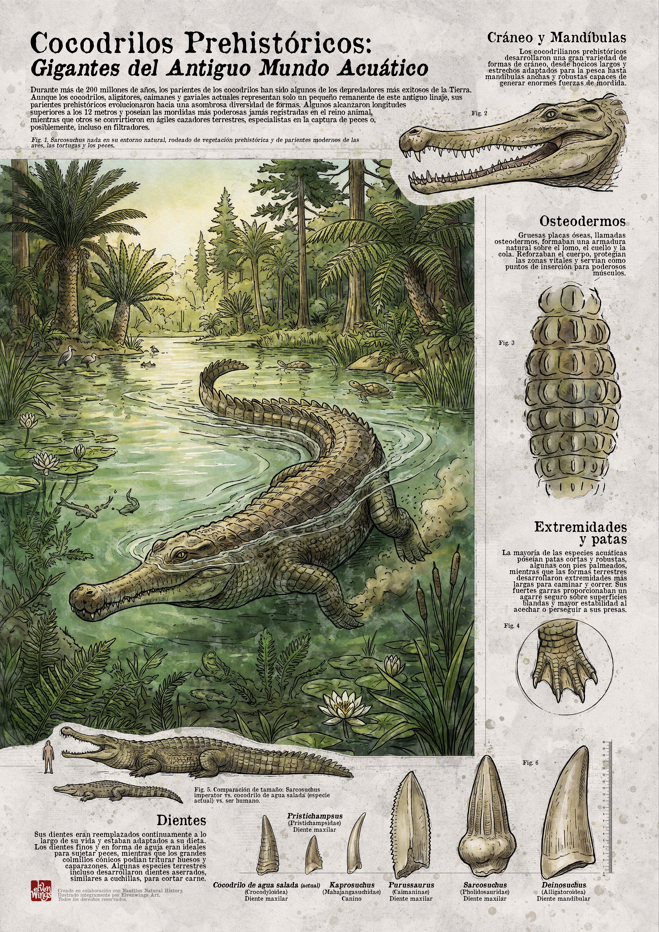 Sarcosuchus Größenvergleich Dinosaurier Poster Nautilus Natural History