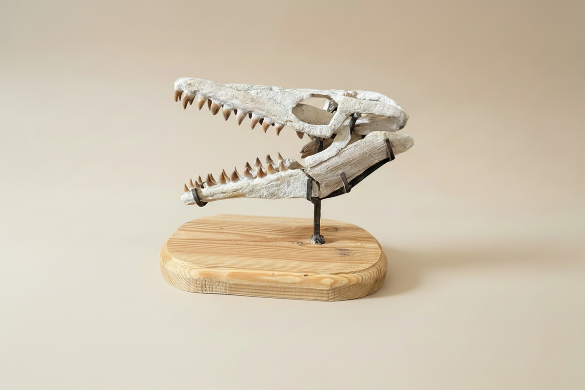 Nahaufnahme eines fossilen Mosasaurus-Schädels auf einem Ausstellungsständer in der Profilansicht von der linken Seite.