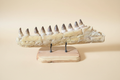Produktbild eines 72 cm langen fossilen Mosasaurus-Kiefers mit mehreren echten Zähnen, präsentiert auf einem maßgefertigten Holzständer.