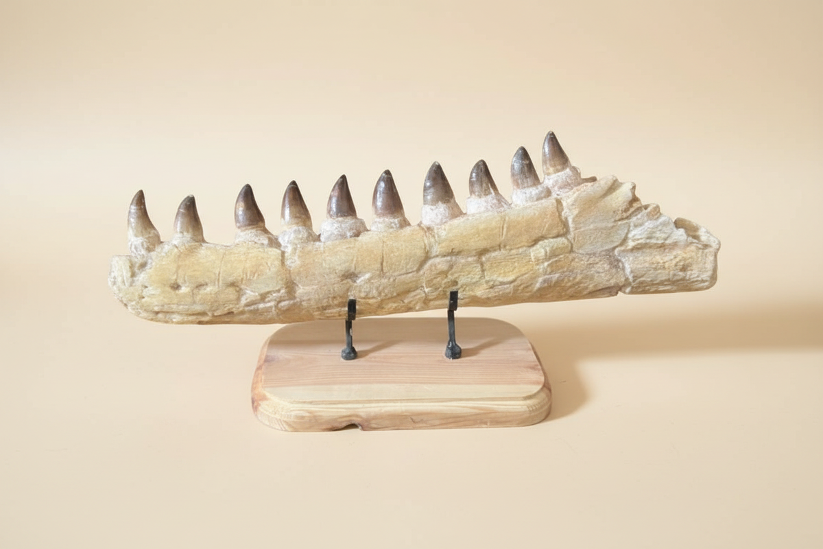 Produktbild eines 72 cm langen fossilen Mosasaurus-Kiefers mit mehreren echten Zähnen, präsentiert auf einem maßgefertigten Holzständer.