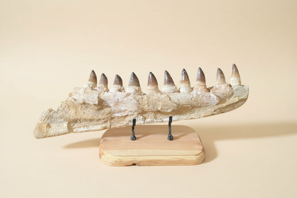 Totale des marokkanischen Mosasaurus-Kieferfossils in der flachen Profilansicht zur Darstellung der vollständigen Knochenlänge im Sediment.