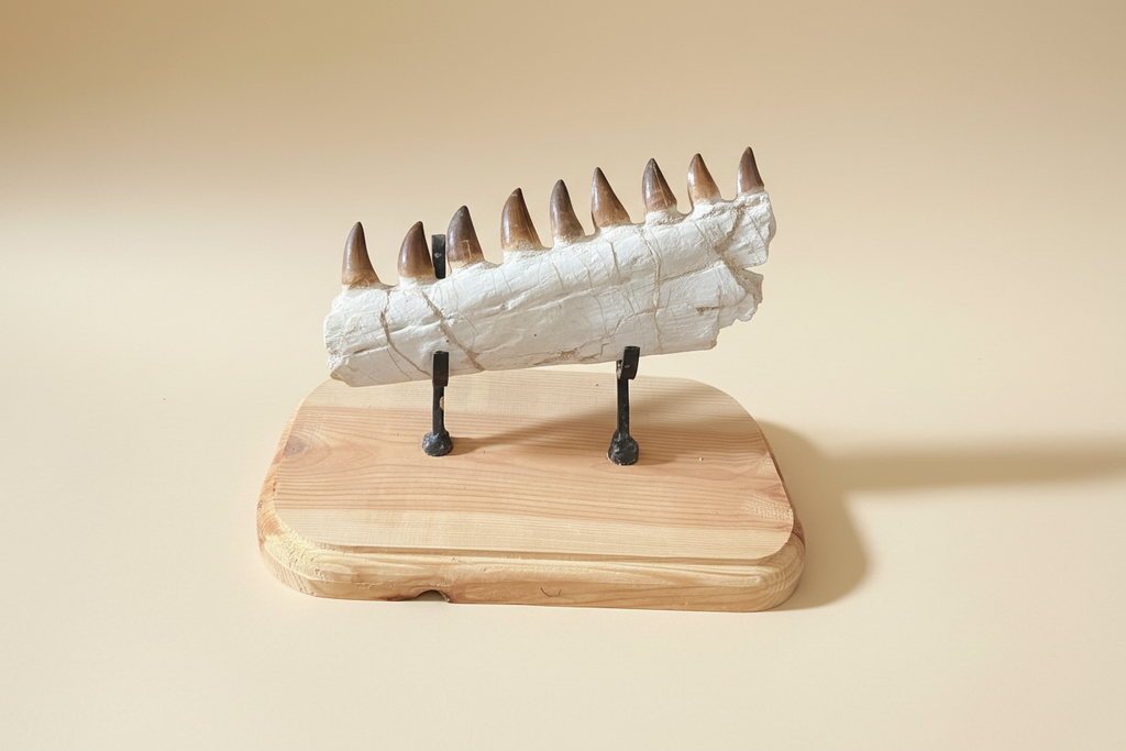 Produktbild eines 32 cm langen fossilen Mosasaurus-Kiefers mit echten Zähnen, präsentiert auf einem hellen Ausstellungsständer.