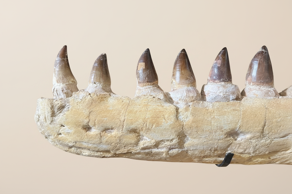Detailaufnahme der fossilen Mosasaurus-Zähne im Kieferknochen zur Prüfung der originalen Knochensubstanz und der Zahnkronen.
