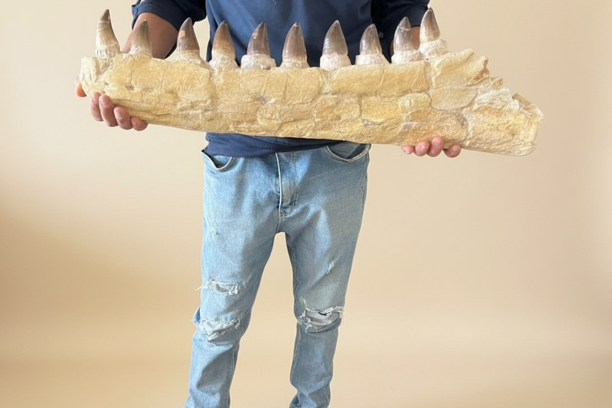 Foto des Mosasaurus-Kiefers in der Hand gehalten zur Demonstration der realen Proportionen und der Größe von 72 Zentimetern.