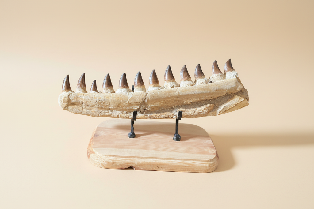 Detailaufnahme der fossilen Knochenstruktur des Mosasaurus-Kiefers in der originalen beigen Gesteinsmatrix.