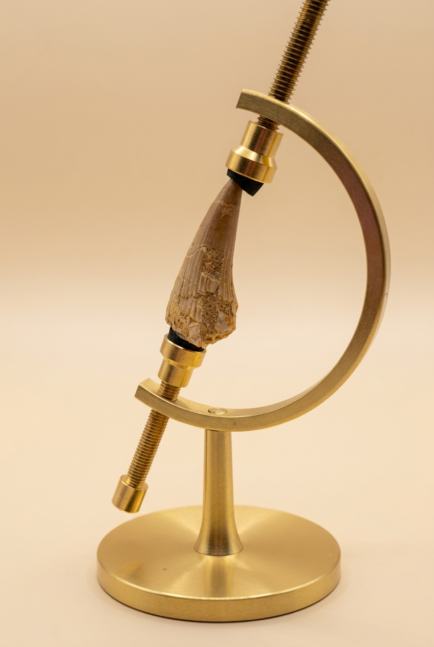 Fossil im goldenen Ständer vor warmem Creme-Beige-Hintergrund