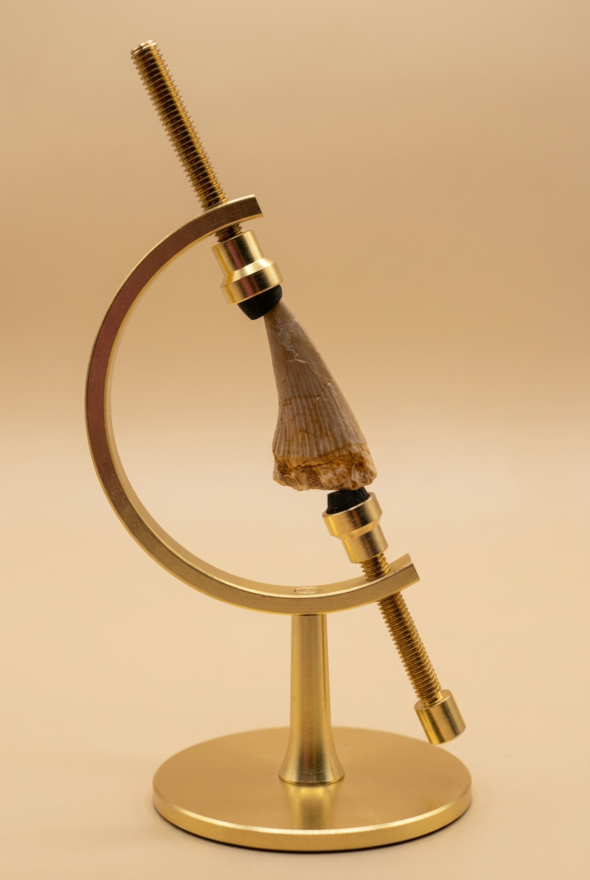 Fossil-Nahaufnahme im goldenen Ständer vor Creme-Beige-Hintergrund