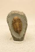 Trilobit mit warmem sandfarbenem Hintergrund